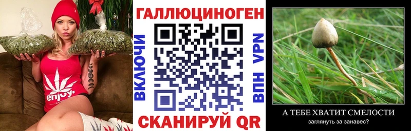 Галлюциногенные грибы Psilocybe Кувшиново